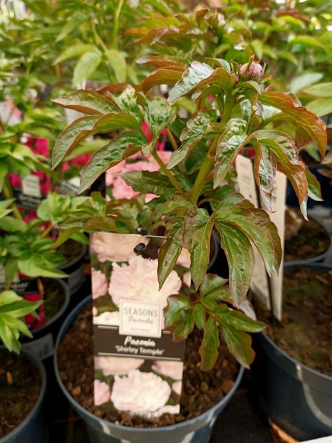 Img.2023.05.01 - Magazinul 2