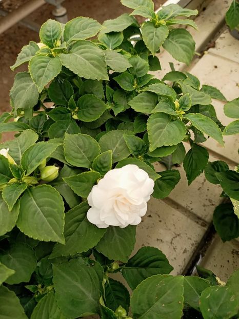 Img.2023.05.01 - Magazinul 2