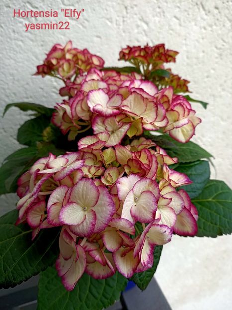 Pe asta am luat-o cu mine ❤️❤️❤️ - Magazinul 2