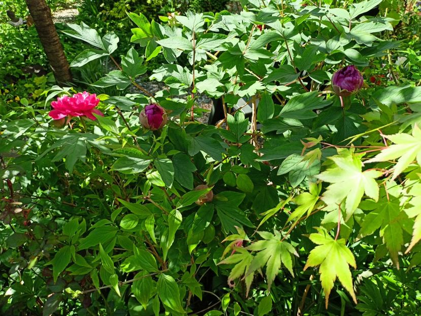 Raphael și Hu Hong - Bujori 2023