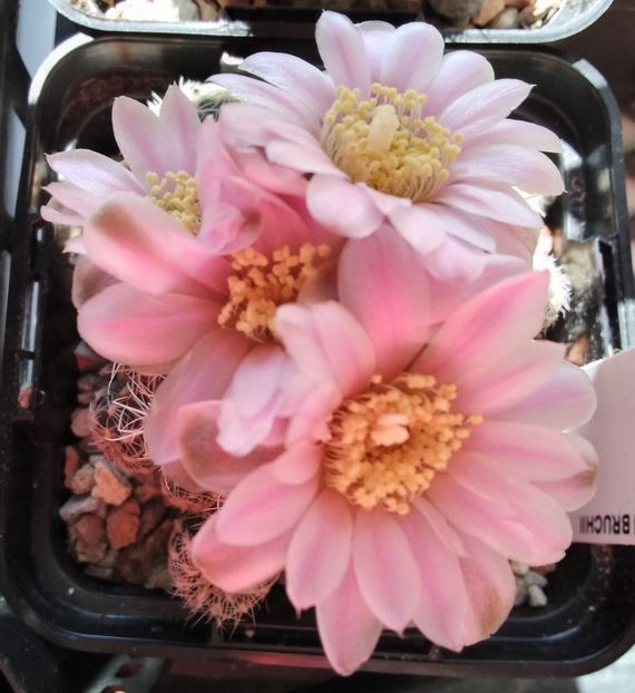 Gymnocalycium bruchii - 2023