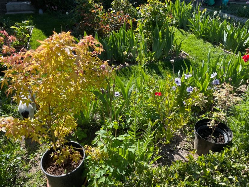 960208F5-7426-40B5-A296-BA3A8E1DA784 - 01 Primăvara 2023