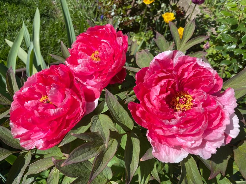 F598844F-3E3C-4E5C-8060-21DA291AD3B9 - 01 Primăvara 2023