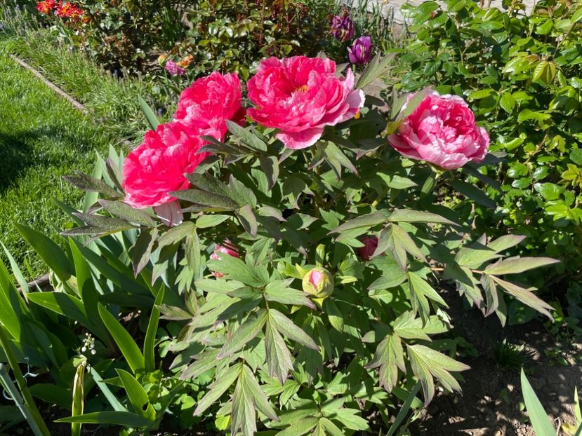 A531C780-BDE6-425D-B9E0-C7927F3BD417 - 01 Primăvara 2023