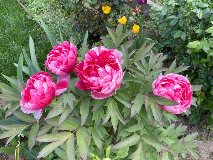 2E696262-1215-4A97-8BE4-1D45A7646A8F - 01 Primăvara 2023