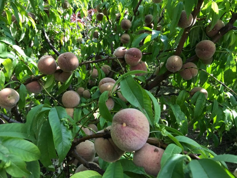  - piersic RUBINO Sieberz - rosu