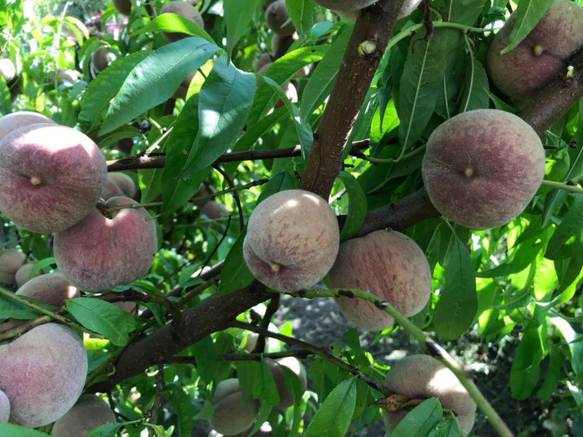  - piersic RUBINO Sieberz - rosu