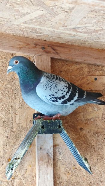  - De vanzare voiajori 2