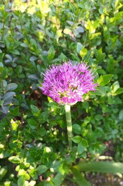Allium rasarit in gardul viu - Primăvara în grădină