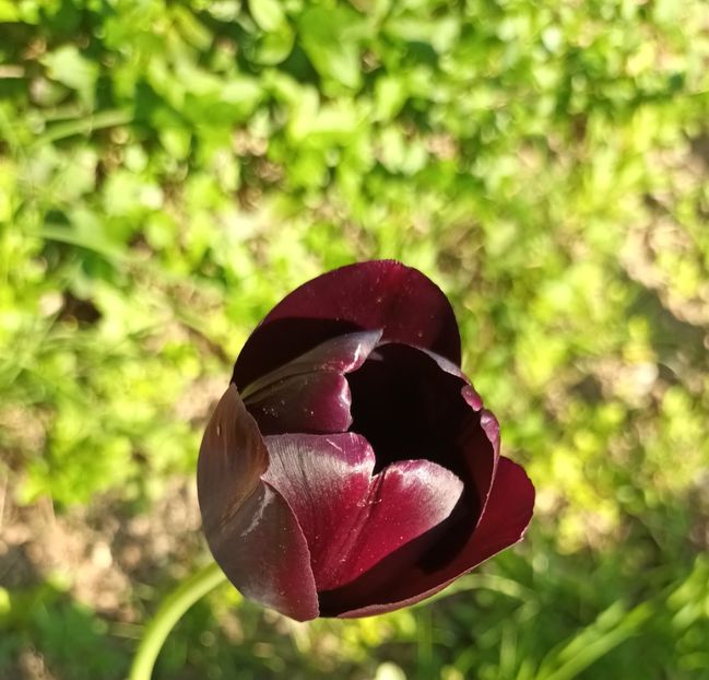  - Primăvara în grădină