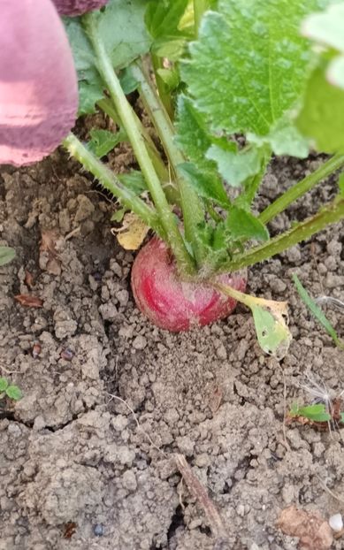  - Primăvara în grădină