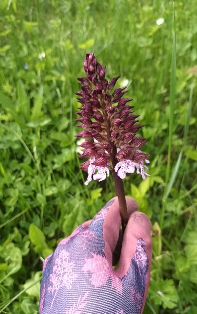 Dactylorhiza maculata - Primăvara în grădină