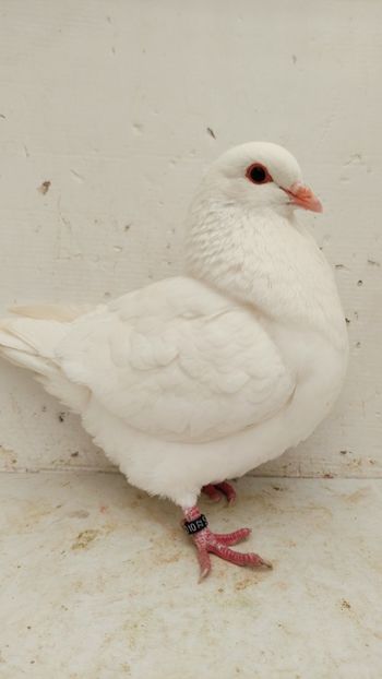 F 2022 vanduta - De vanzare kingi