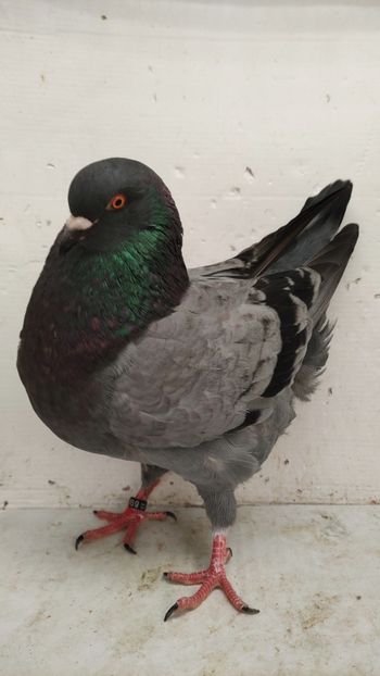 F 2022 vanduta - De vanzare kingi