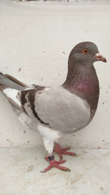 F 2022 vanduta - De vanzare kingi