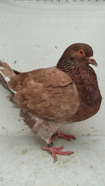 F 2022 vanduta - De vanzare kingi