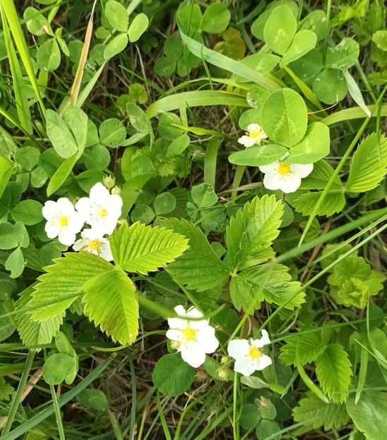 Inimioare la fiecare pas ;) - Natura văzuta prin ochii mei
