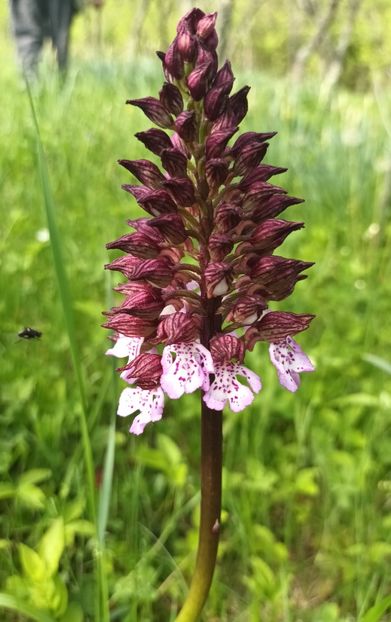 Insecta la atac ;) - Natura văzuta prin ochii mei