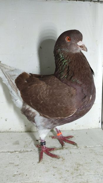 M 2022 vandut - De vanzare kingi