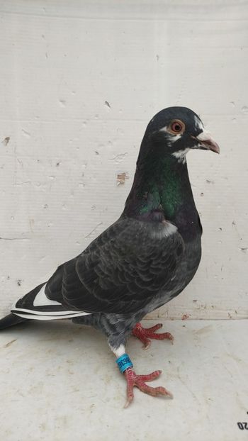 M 2022 vandut - De vanzare voiajori 2