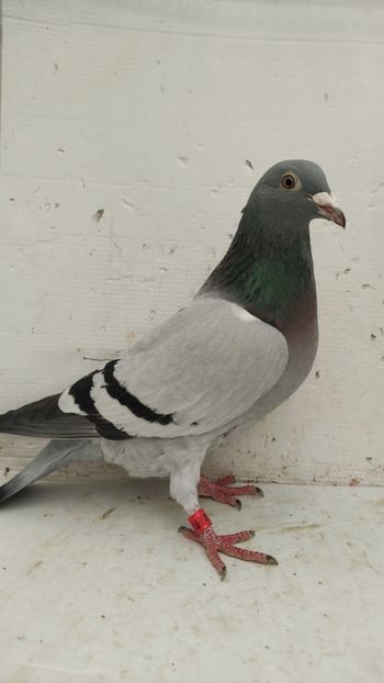 F 2022 vanduta 550buc - De vanzare voiajori 2