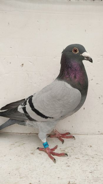  - De vanzare voiajori 2