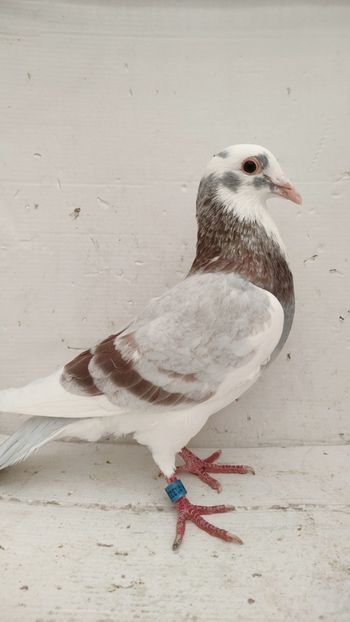  - De vanzare voiajori 2