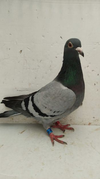 F 2021 vanduta - De vanzare voiajori 2