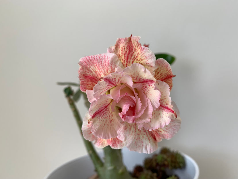  - Plante de interior 2023