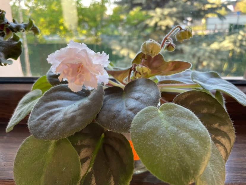 EF4627BD-4359-4CFB-90E5-93EFBF645ADB - 001 Violete 2023-2024