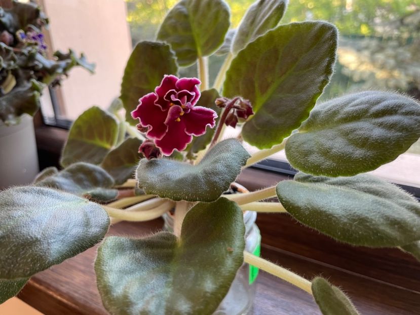 6A91DB7F-9317-4FAA-AA4E-251B61F3865A - 001 Violete 2023-2024