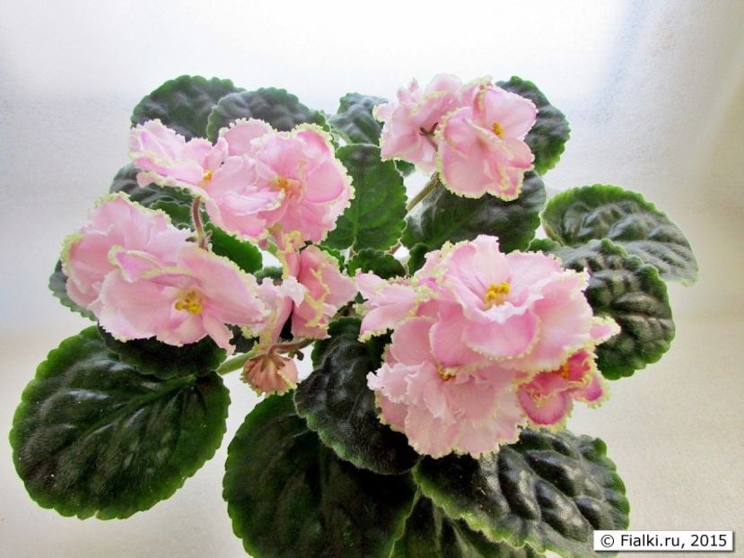 Foto internet - Zima Ulybaetsia