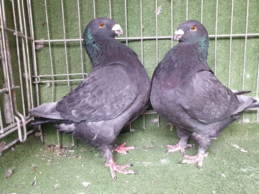  - DE VANZARE PORUMBEII ORNAMENT 2023