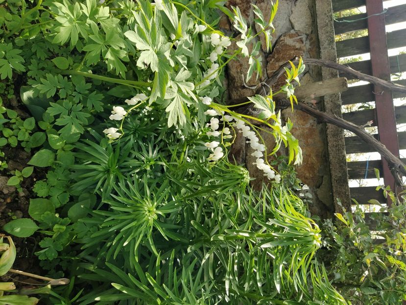  - Dicentra alba