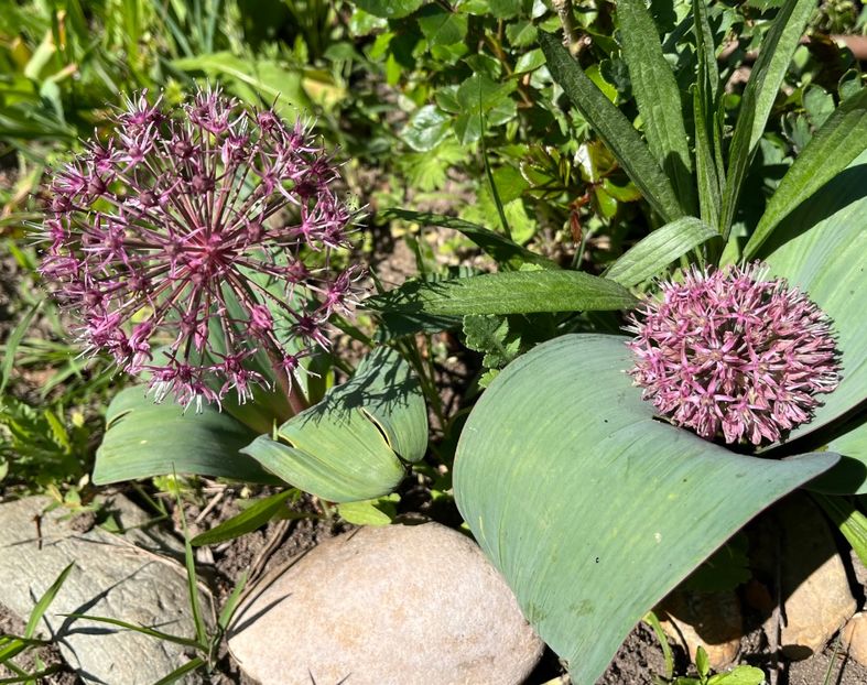 4309CDC8-D307-419E-9F99-2EDC2F194810 - Allium 2020 21 22
