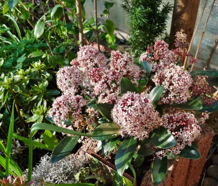 Skimmia - 2023 - 01 - Primavara