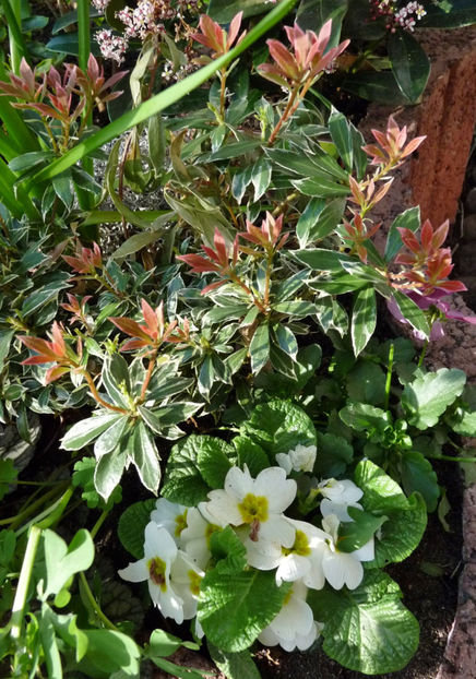  - 2023 - 01 - Primavara