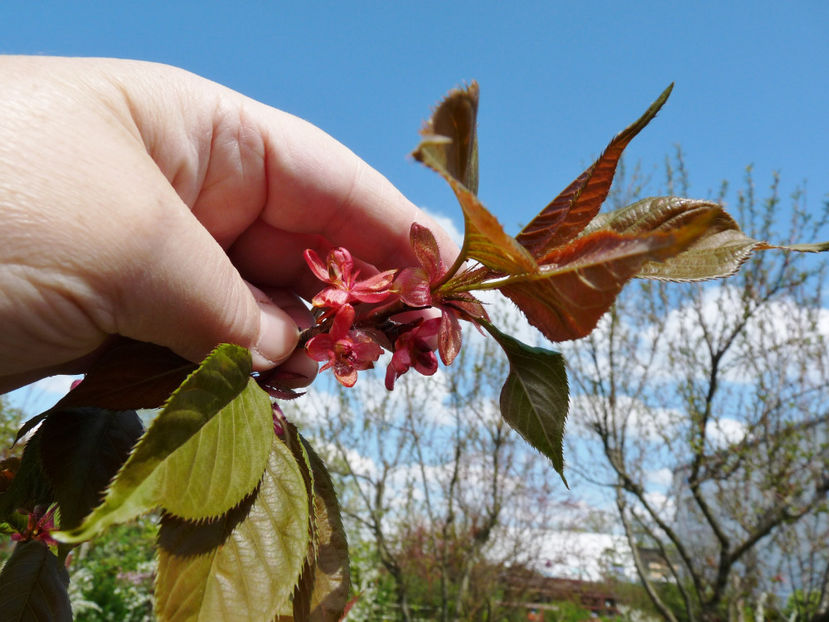 flori Kanzan afectat de ger :( - 2023 - 01 - Primavara