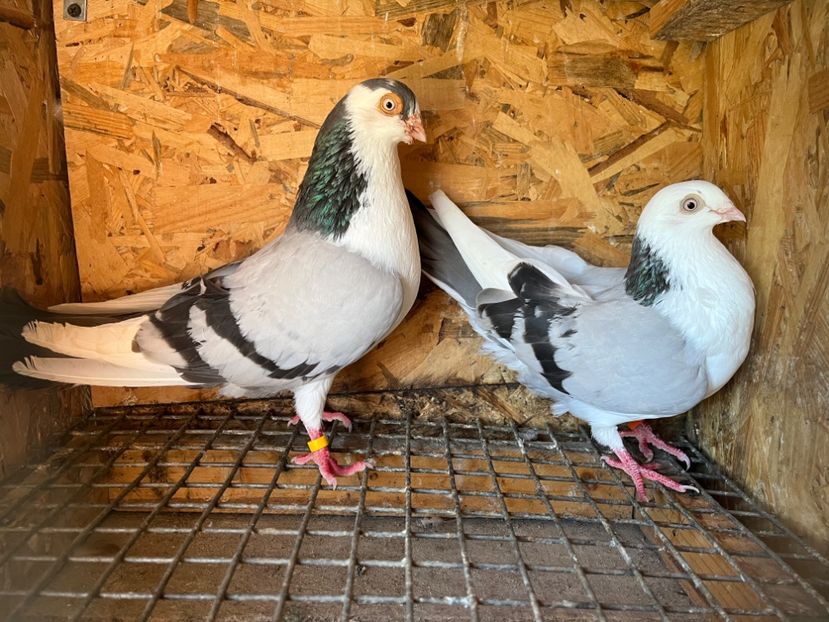  - 6-perechi lot zbor 2023