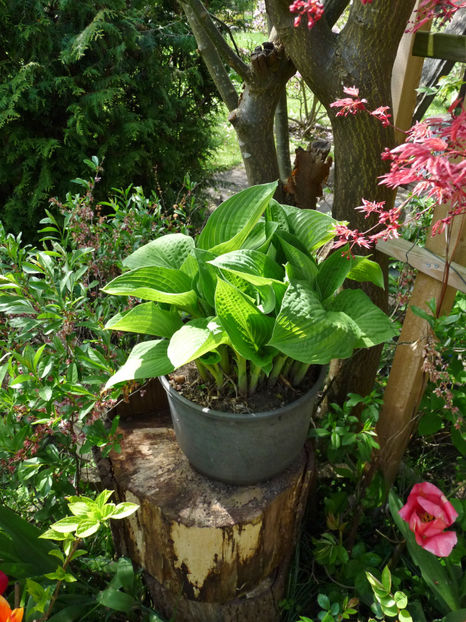  - 2023 - 01 - Primavara