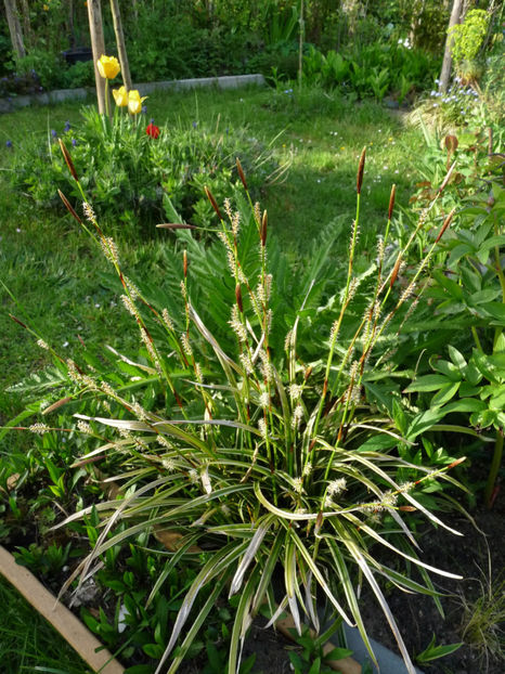  - 2023 - 01 - Primavara