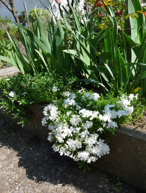  - 2023 - 01 - Primavara