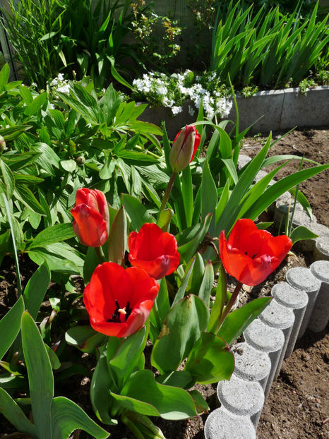  - 2023 - 01 - Primavara