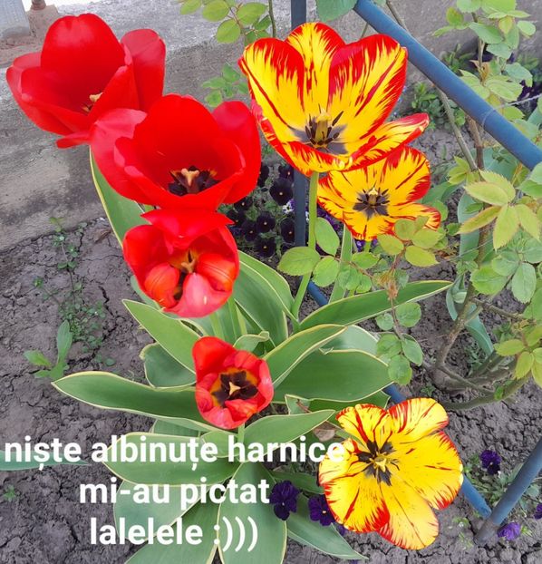  - 2023 primăvara