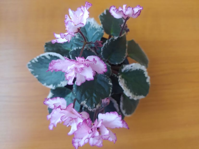 2 mai 2023 - Elizabeth