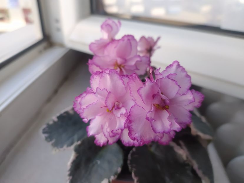 2 mai 2023 - Elizabeth