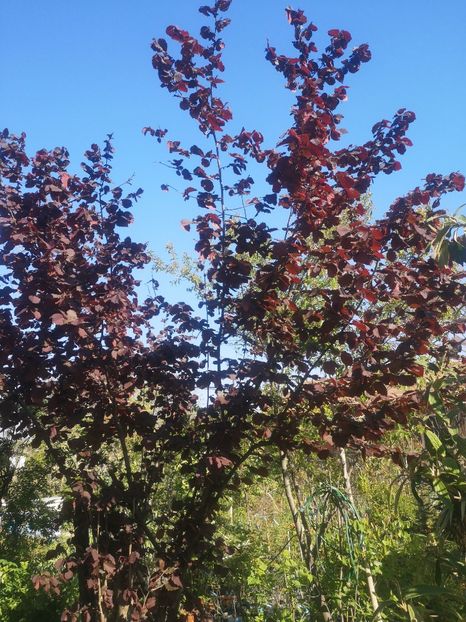  - arbori ornamentali 2023