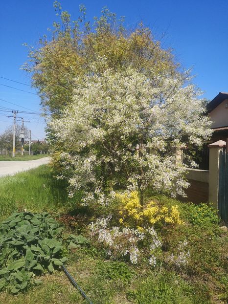 01.05 - arbori ornamentali 2023