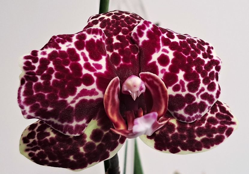 - Phalaenopsis 2