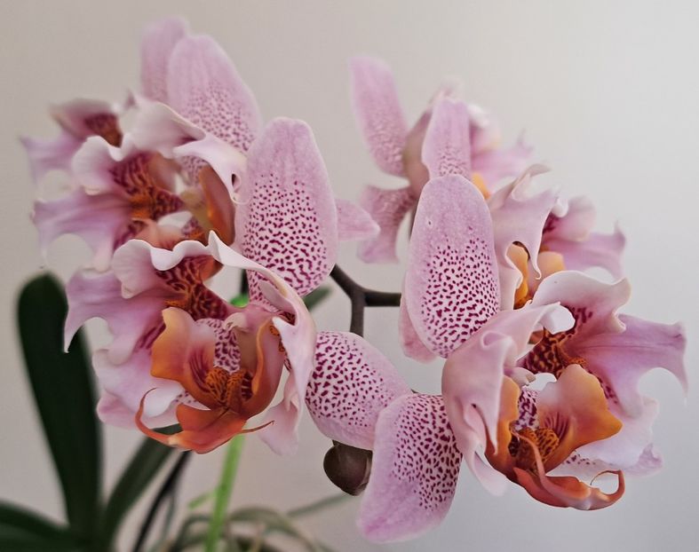  - Phalaenopsis 2